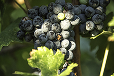DSC_7646-850-Vineyards