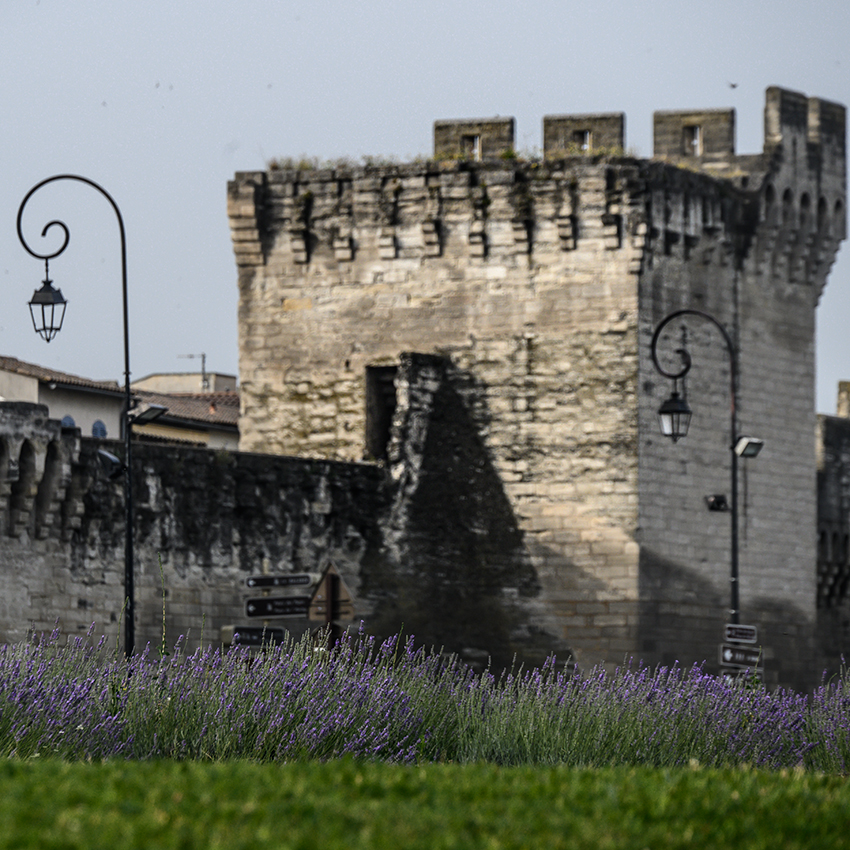 Lavender grows along the wall