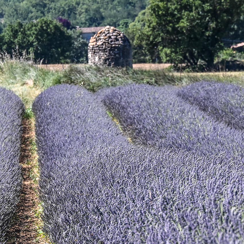 Lavender Fields in Provence - mytravellinglens.com