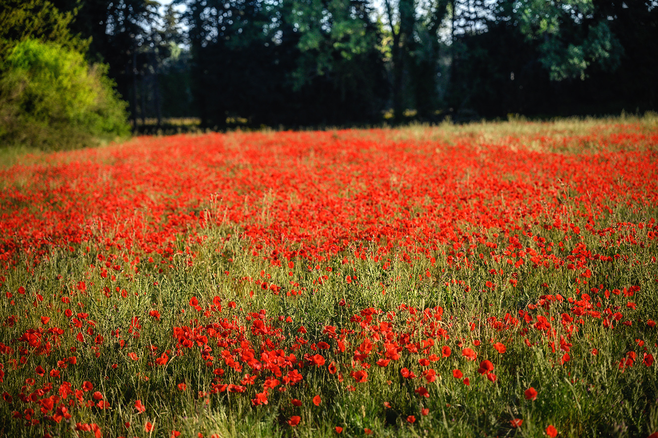 Provence Drives